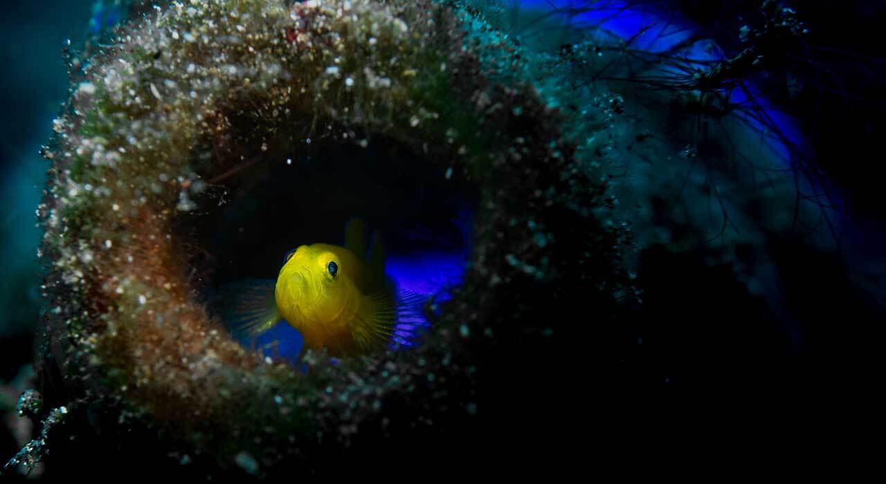 Kraken NR-1800 Zoom Dive Light underwater beam wide and spot