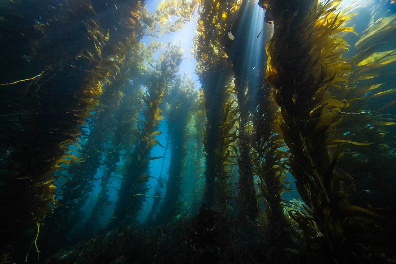 Fotocore UM5.5 HDR Underwater Monitor hero image