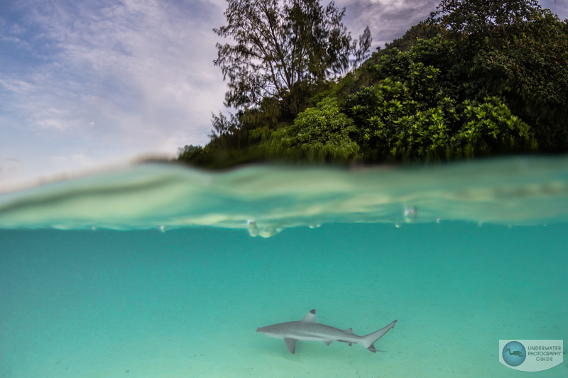 Sony A 7R V underwater image