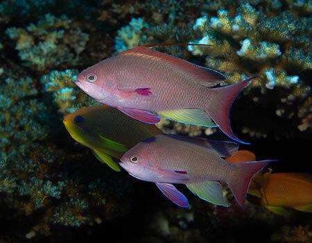 Battery pack and charging for Kraken Abyss 10000