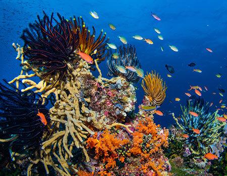 Anodized aluminum body and double O-ring sealing of Kraken light