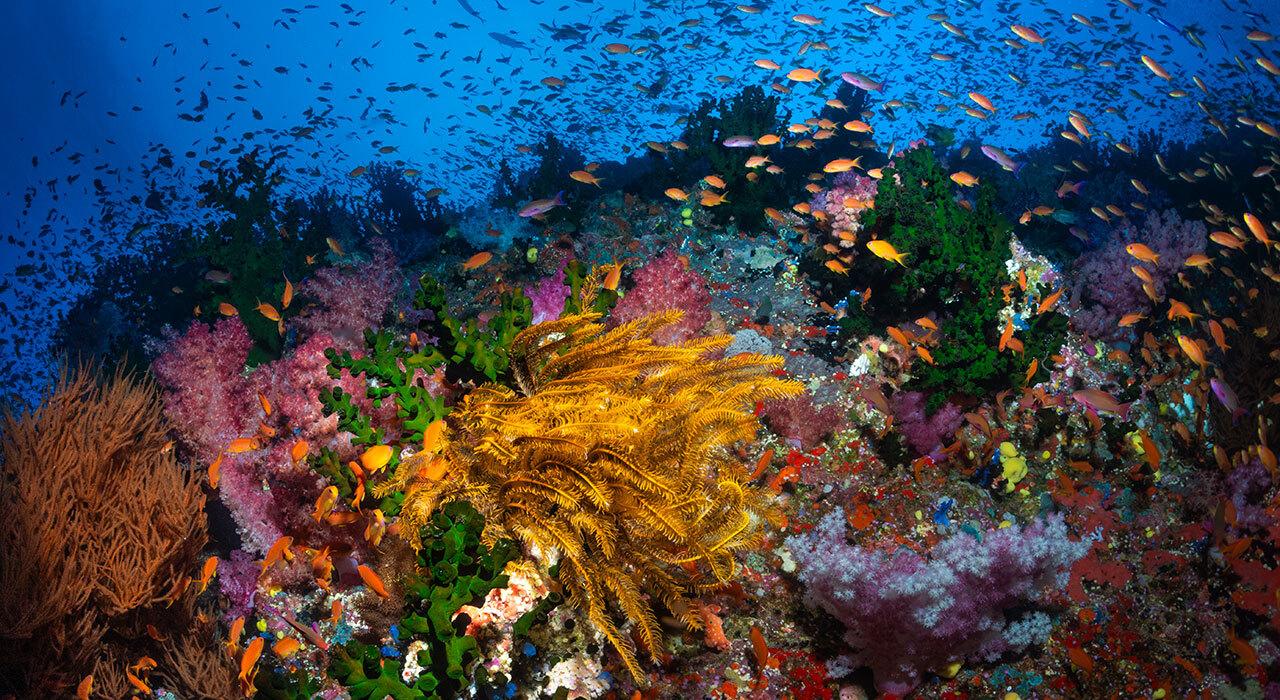 Kraken Abyss 10000 video light illuminating a reef scene