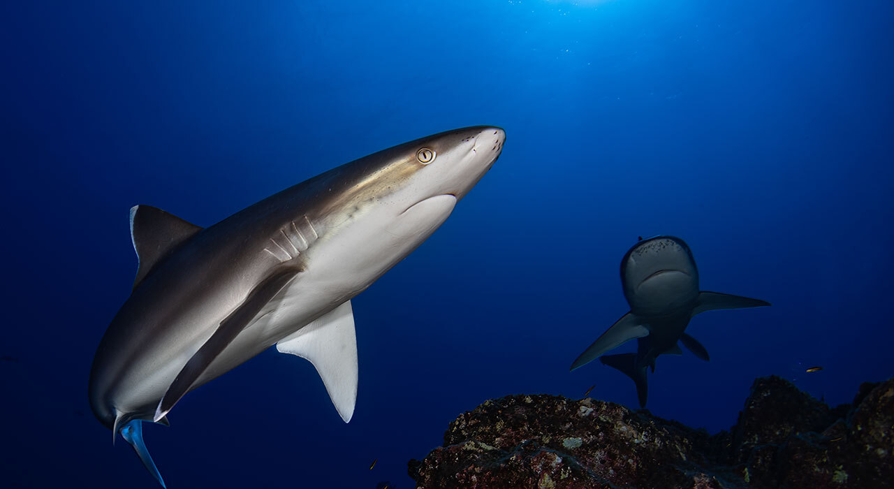 AOI QRS Quick Release System 02 Mount Base on Insta360 Ace Pro 2 dive housing