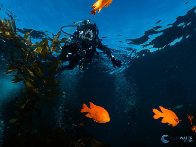 Macro underwater scene showing precise lighting on a translucent shrimp