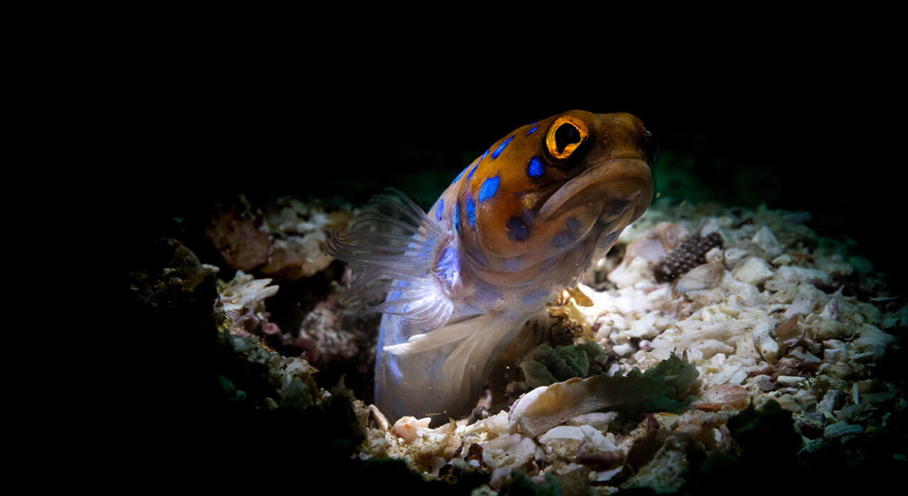 Aquatica Canon EOS R5 Mark II Underwater Housing front view
