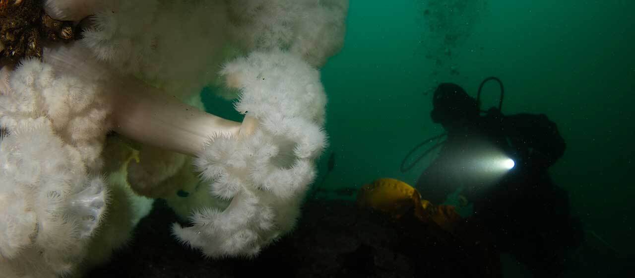 Marelux Artemis 1000 RMT underwater video light mounted on a macro camera rig