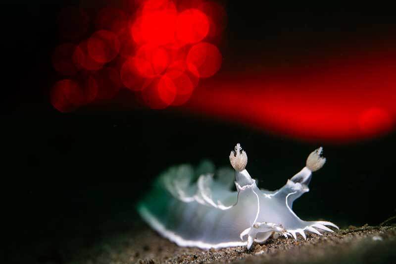 Blackwater dive scene using red mode for video