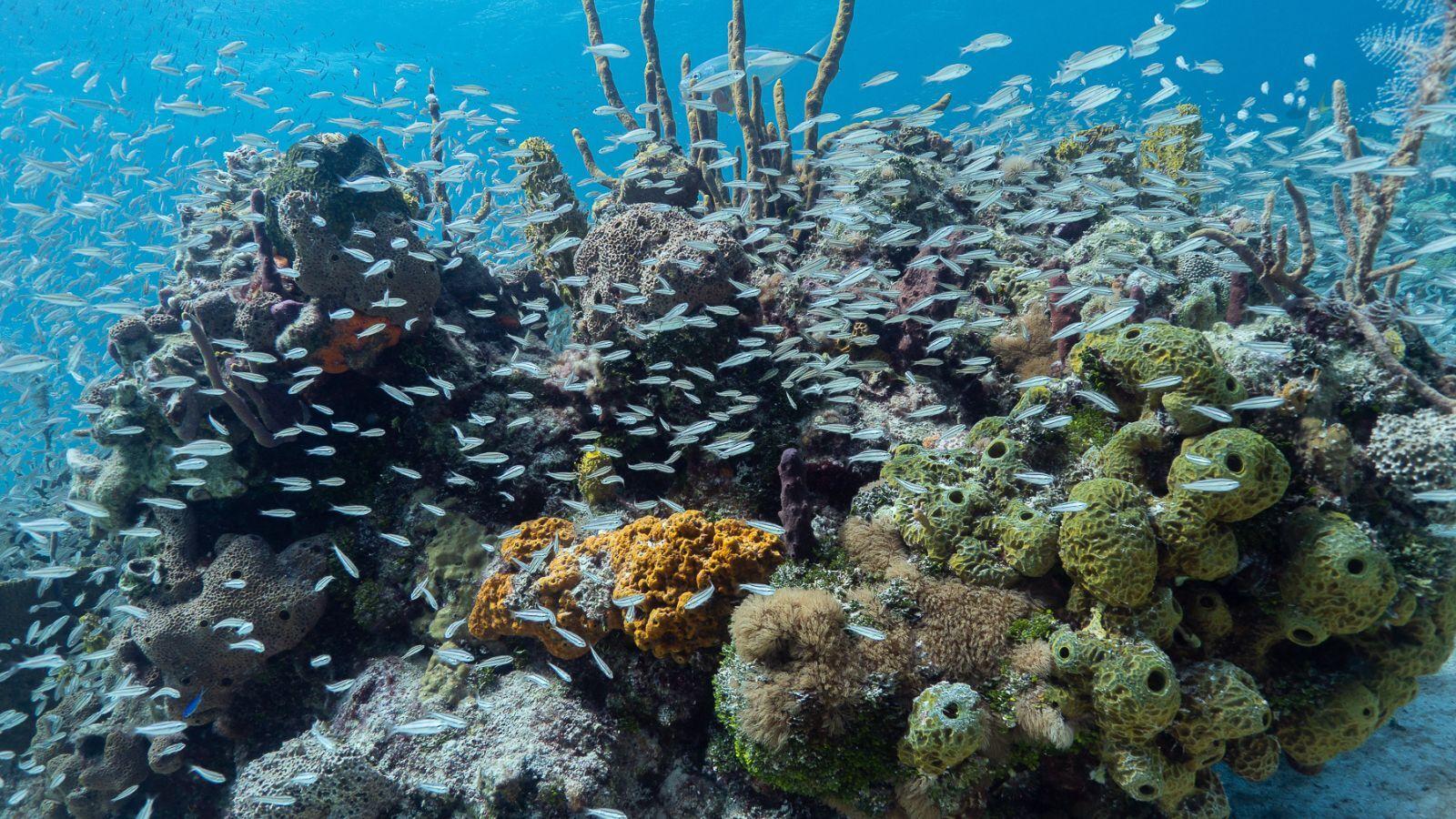 Henderson Greenprene Back-Zip Fullsuit - Men's