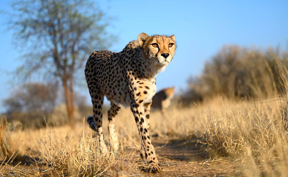 safari photography with bluewater travel
