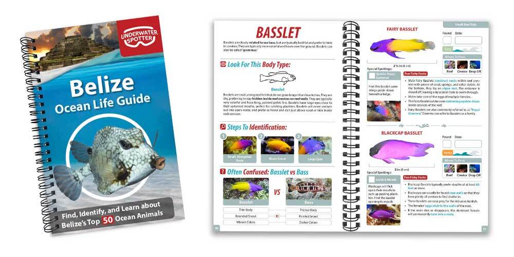 Underwater Spotters Guides