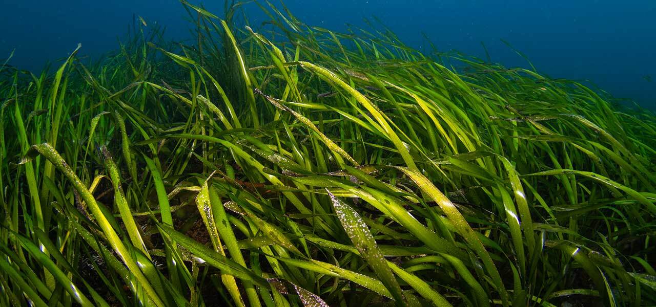 Cressi ZS2 mask and Corsica snorkel package for snorkeling and travel