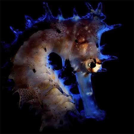 RGB modeling colors previewed on reef scene before capturing the photo