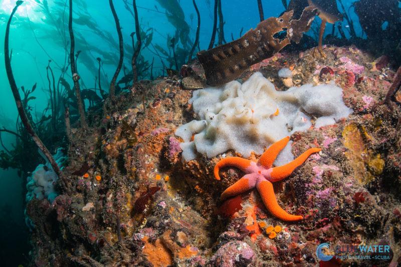 Nikon ZR underwater photograph