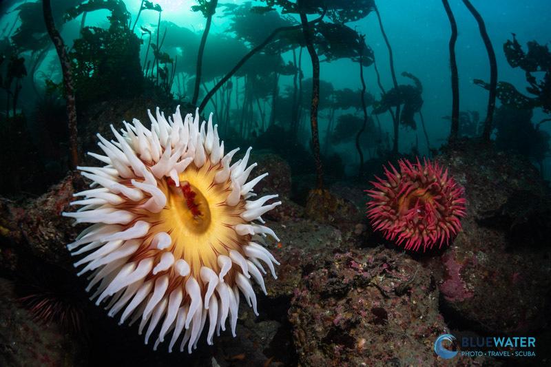 Nikon ZR capturing an underwater scene