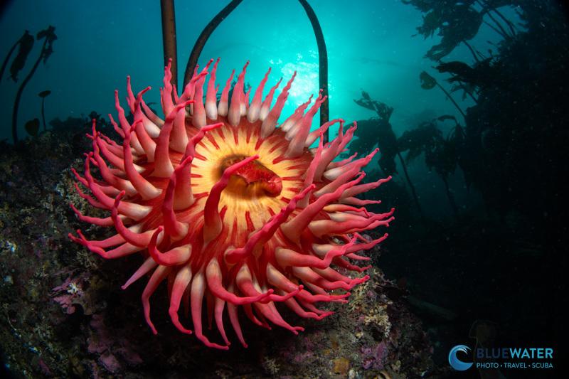 Nikon ZR inside an underwater housing