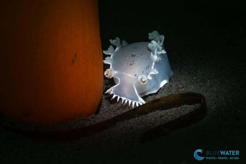 Close up macro video lighting with OrcaTorch D950V 2.0