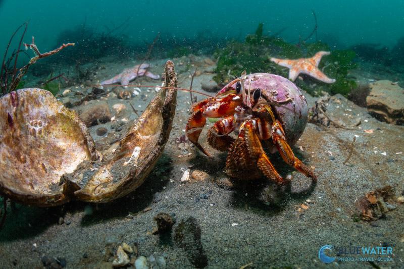 Close up macro video lighting with OrcaTorch D950V 2.0