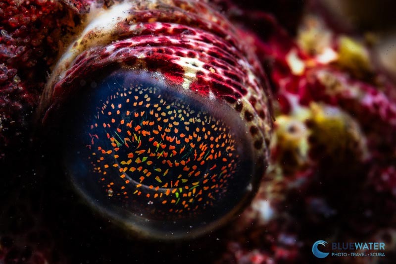 Underwater photo lit with YS-D130R strobe