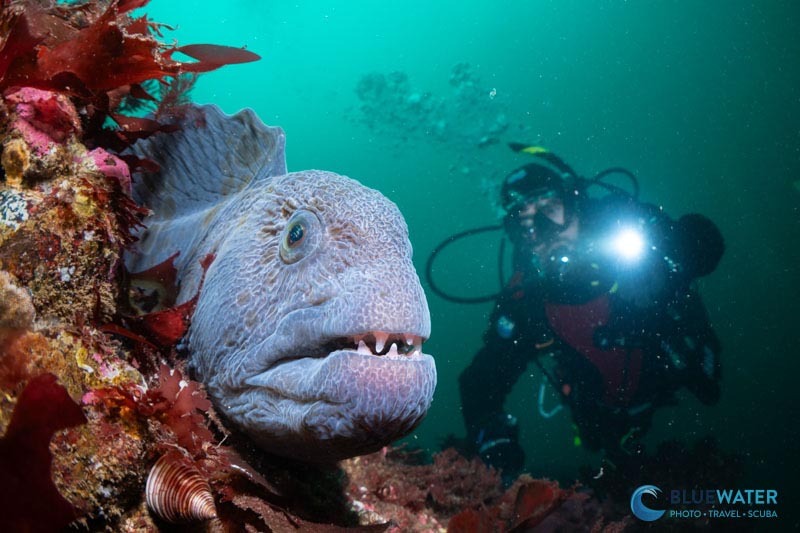 Macro image using Sea & Sea strobe lighting