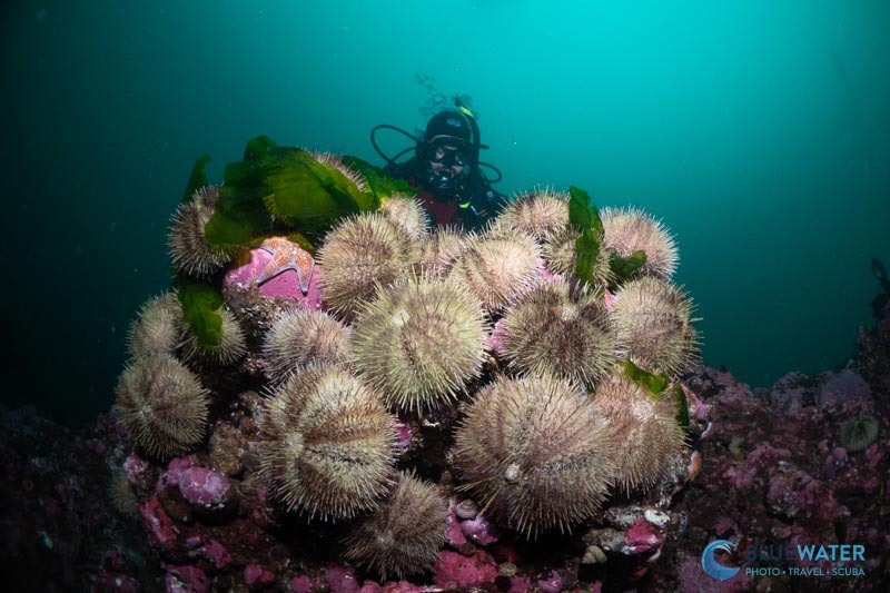 Camera rig with dual YS-D130R strobes