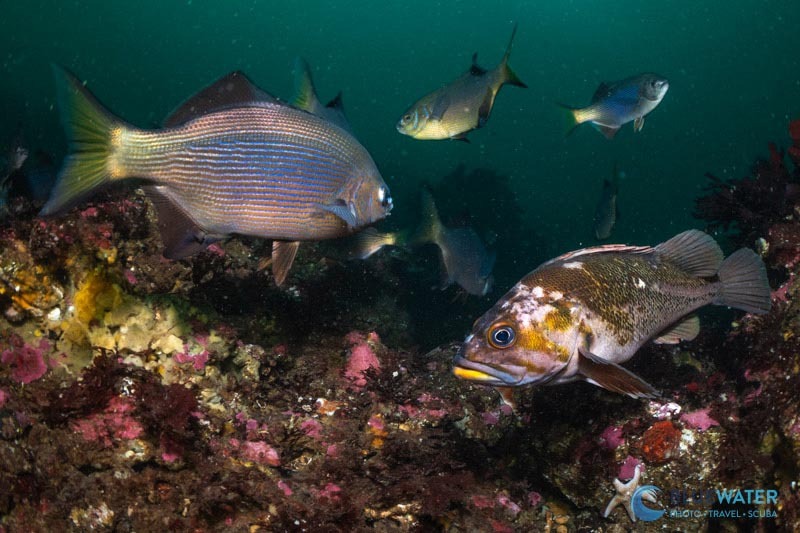 Compact travel strobe setup underwater