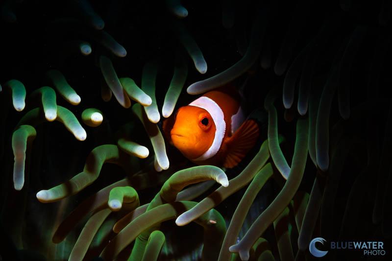 Marelux SOFT Pro snoot