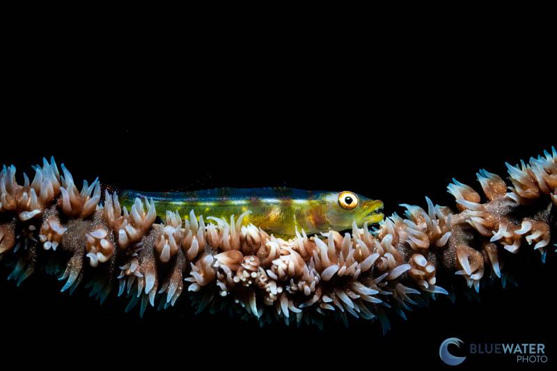 Marelux SOFT Pro snoot