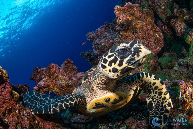 underwater photo taken with the Canon r6 III