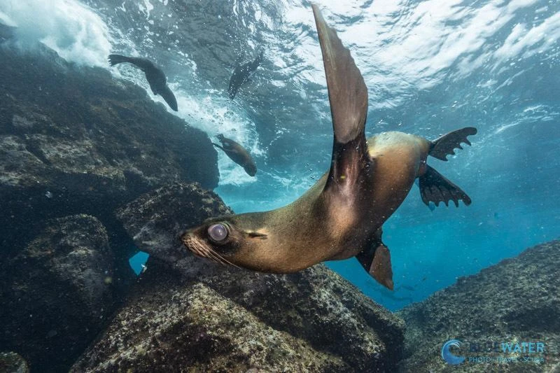 underwater photo taken with the canon r6 iii