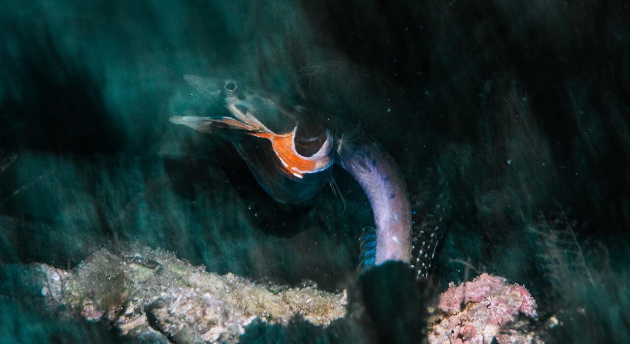 Backscatter Sharp Wide Lens Pro mounted on a GoPro housing underwater
