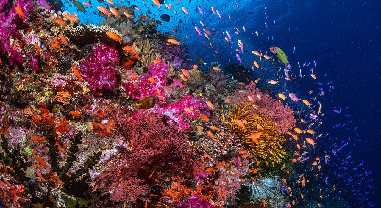 Ikelite 200DL Underwater Housing for Nikon ZR – front view