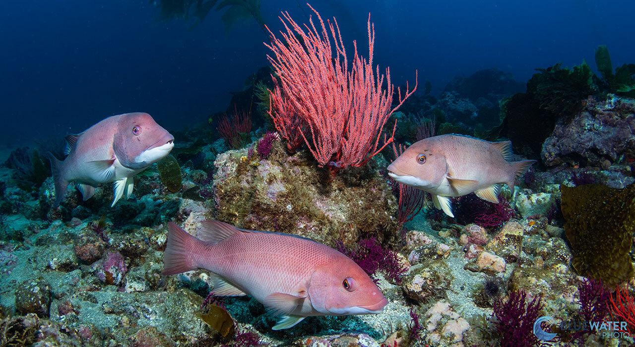 Ikelite 200DLM/D Underwater Housing for Canon EOS R10 in clear water