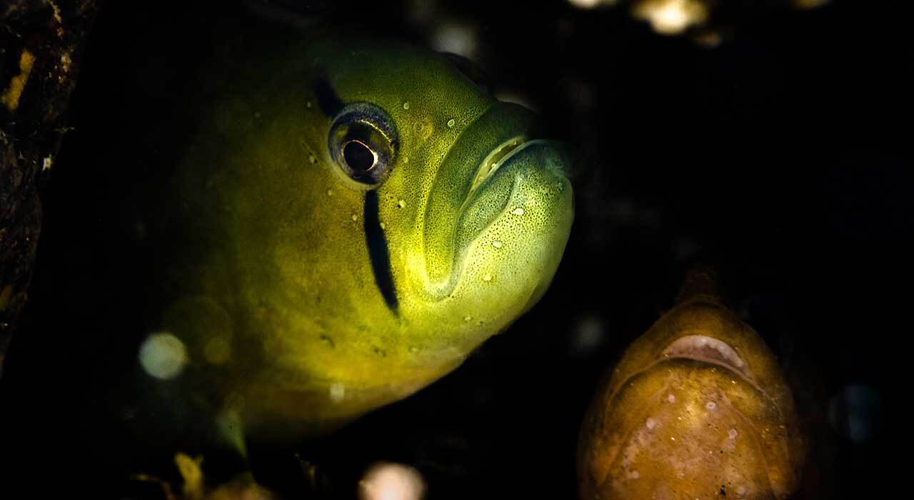 Ikelite Canon R6 III Underwater Housing front angle with controls visible