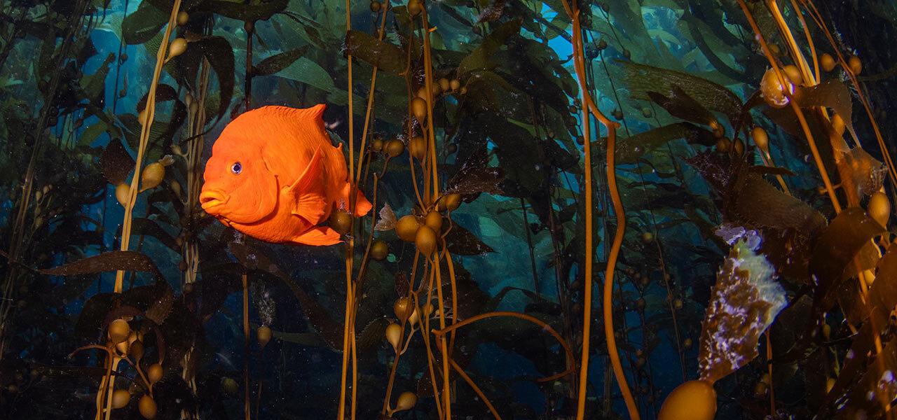 Weefine Smart Focus 5000 V2 Video Light underwater