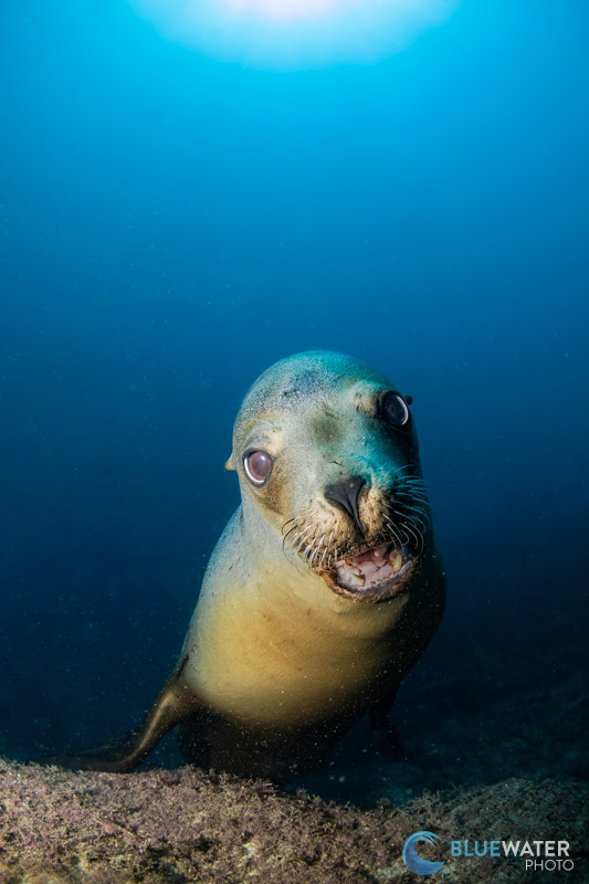 Canon R100 Underwater Images