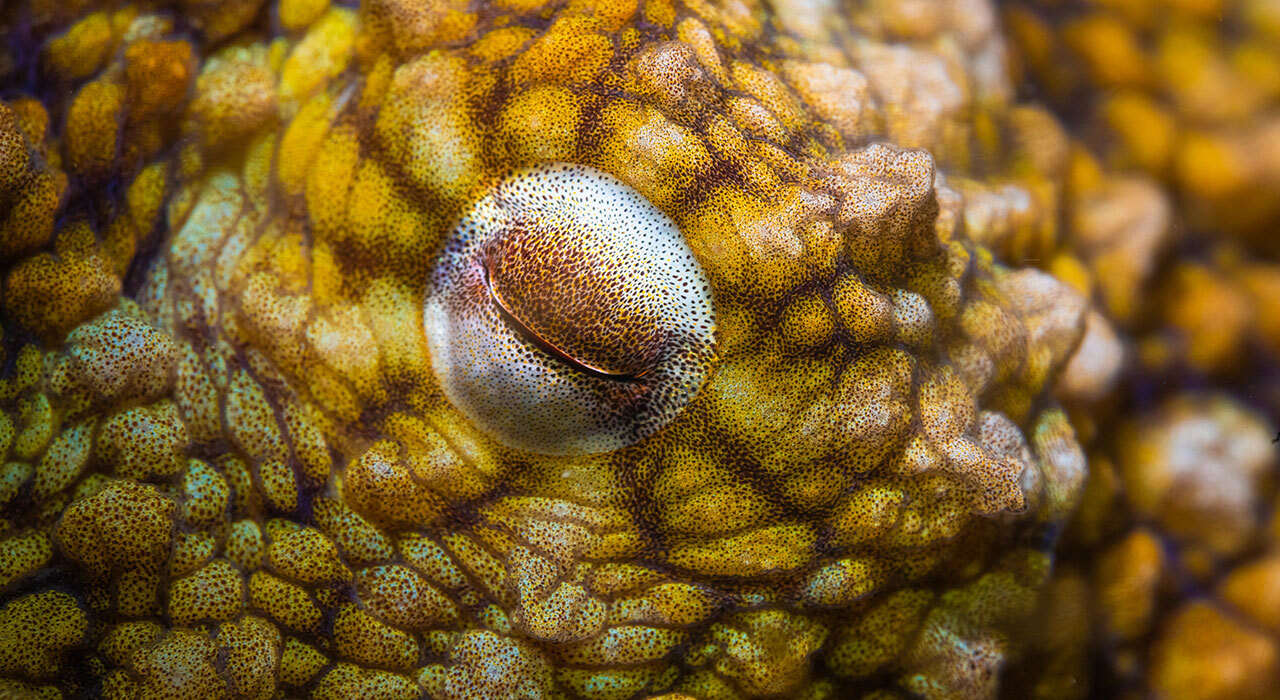 Inon X-2 Canon R5 Mk II underwater housing