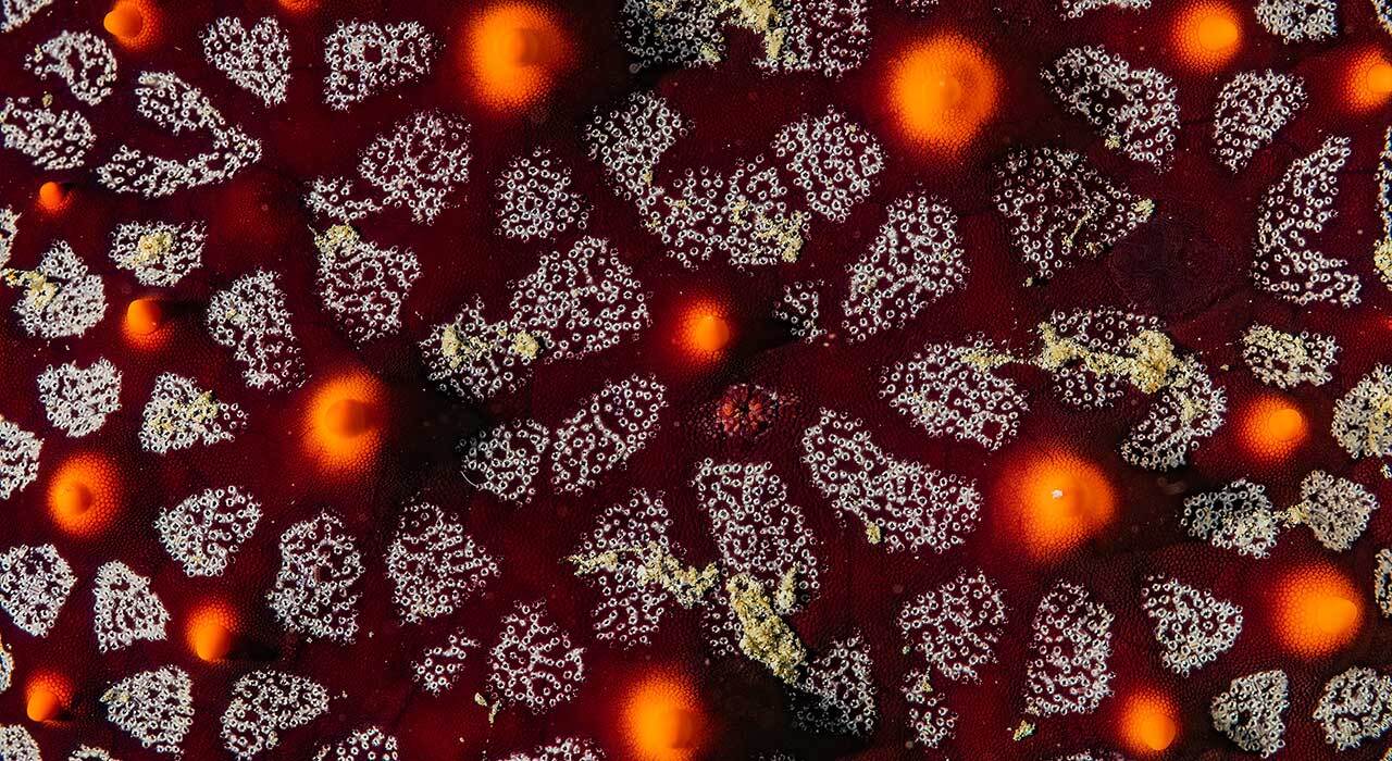 Isotta Canon EOS R5 C Underwater Housing hero image showing the red anodized aluminum underwater housing for Canon EOS R5 C