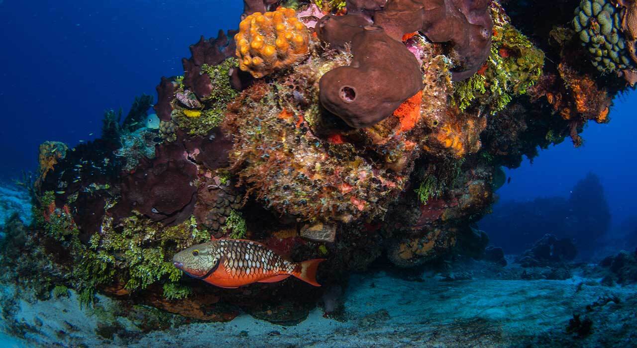 Isotta Nikon Z50 II Underwater Housing front three-quarter view in red anodized aluminum