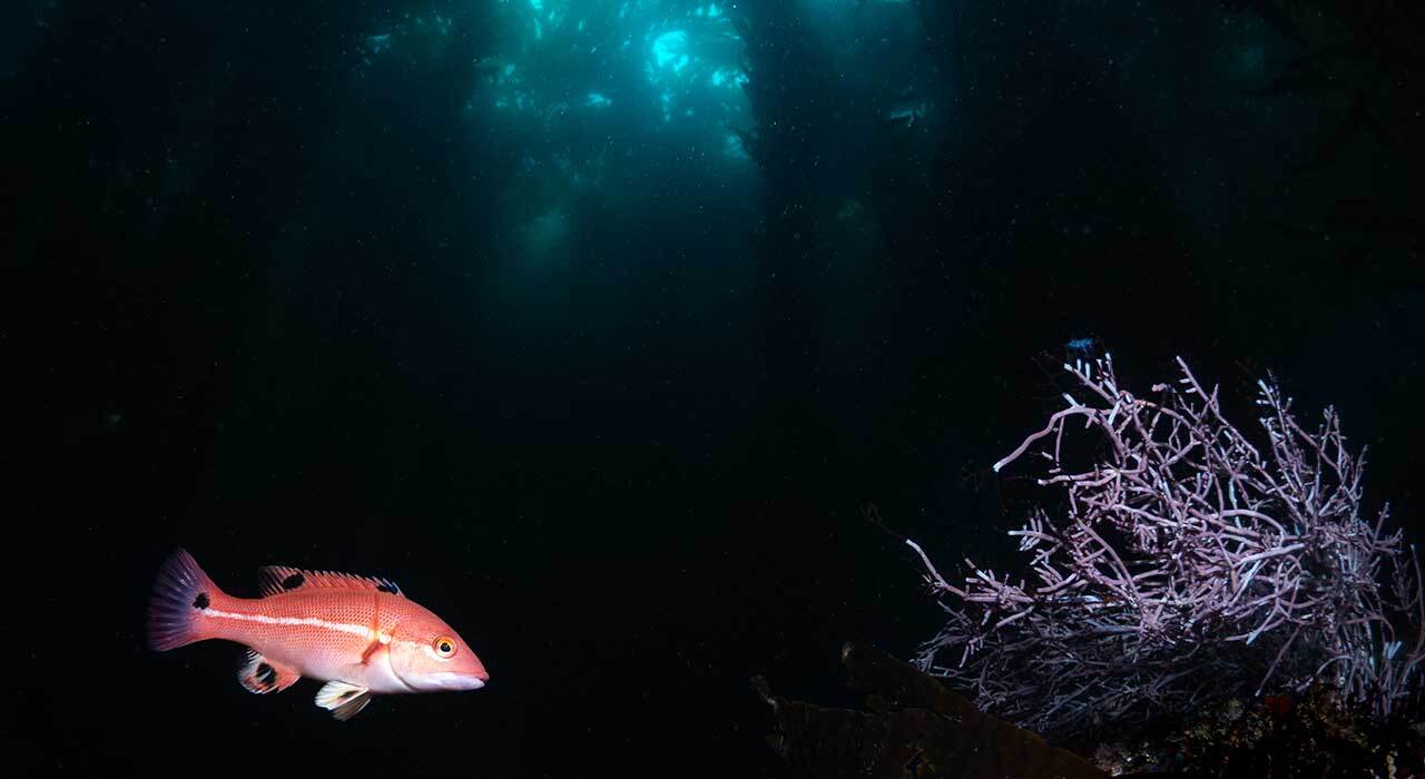 Isotta Sony A1 II underwater housing