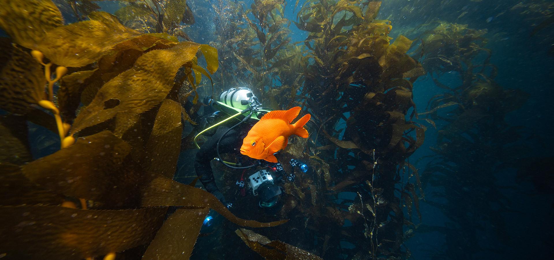 Isotta Sony A7 V Underwater Housing &mdash; red anodized aluminum, 100m rated, shown front-facing on white
