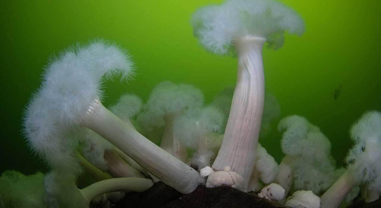 Kraken Spectrum 10000 Lumen Underwater Video Light hero image for underwater video lighting