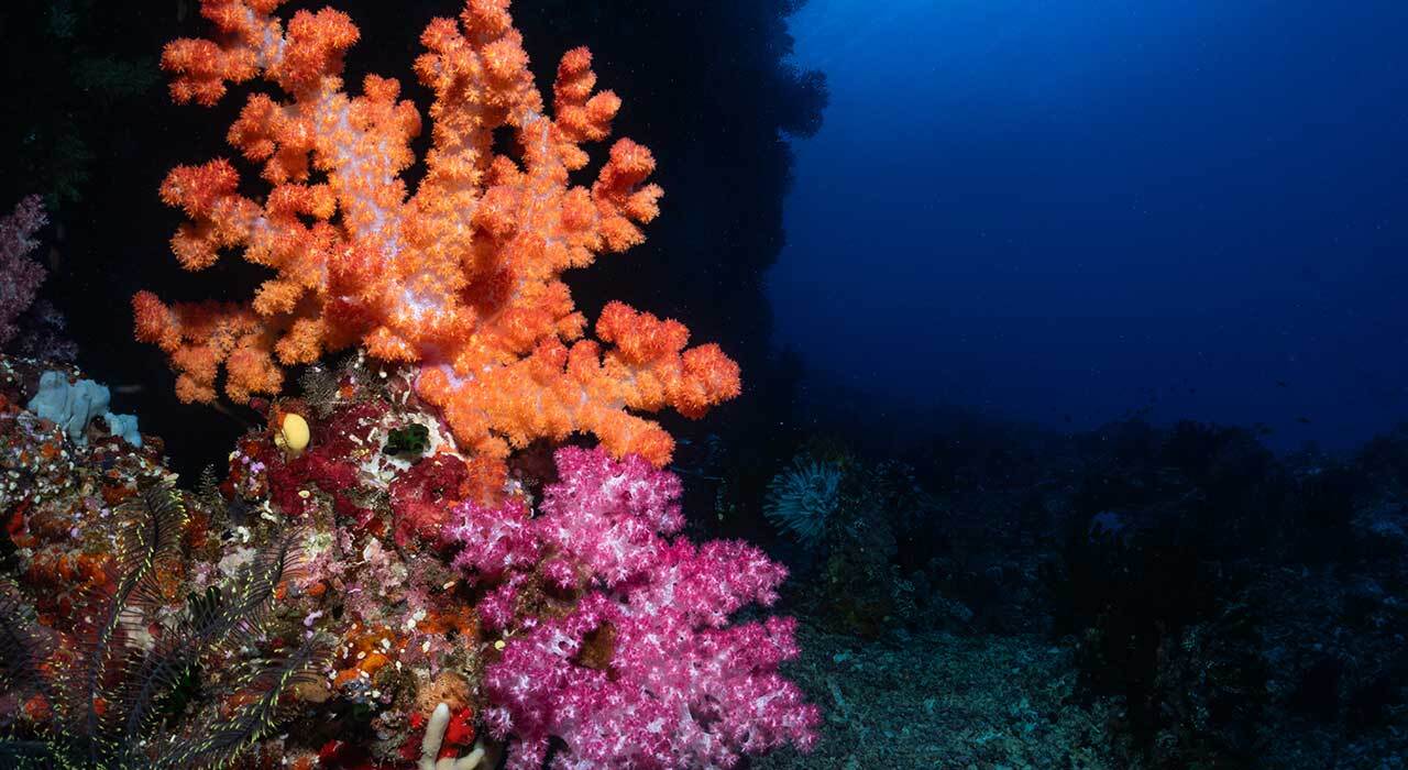 Marelux 210mm Optical Acrylic Fisheye Port with removable shade for underwater wide-angle photography