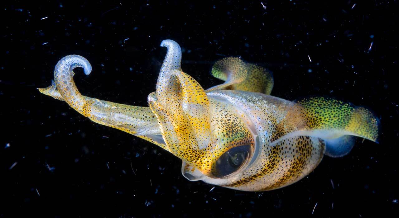 Marelux Artemis 1000 RMT underwater video light mounted on a macro camera rig