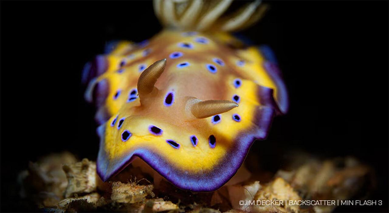 Backscatter Mini Flash 3 underwater strobe mounted on a dive rig