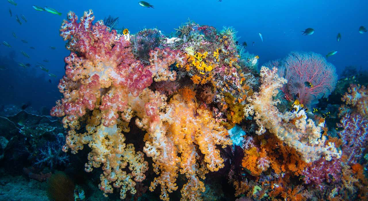 Nauticam Canon C50 NA-C50 underwater housing with Canon C50 cinema camera installed