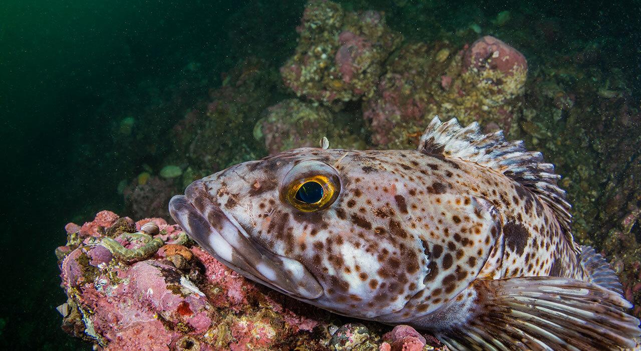 Nauticam Canon R5 Complete Underwater Housing Starter Kit assembled for underwater photography