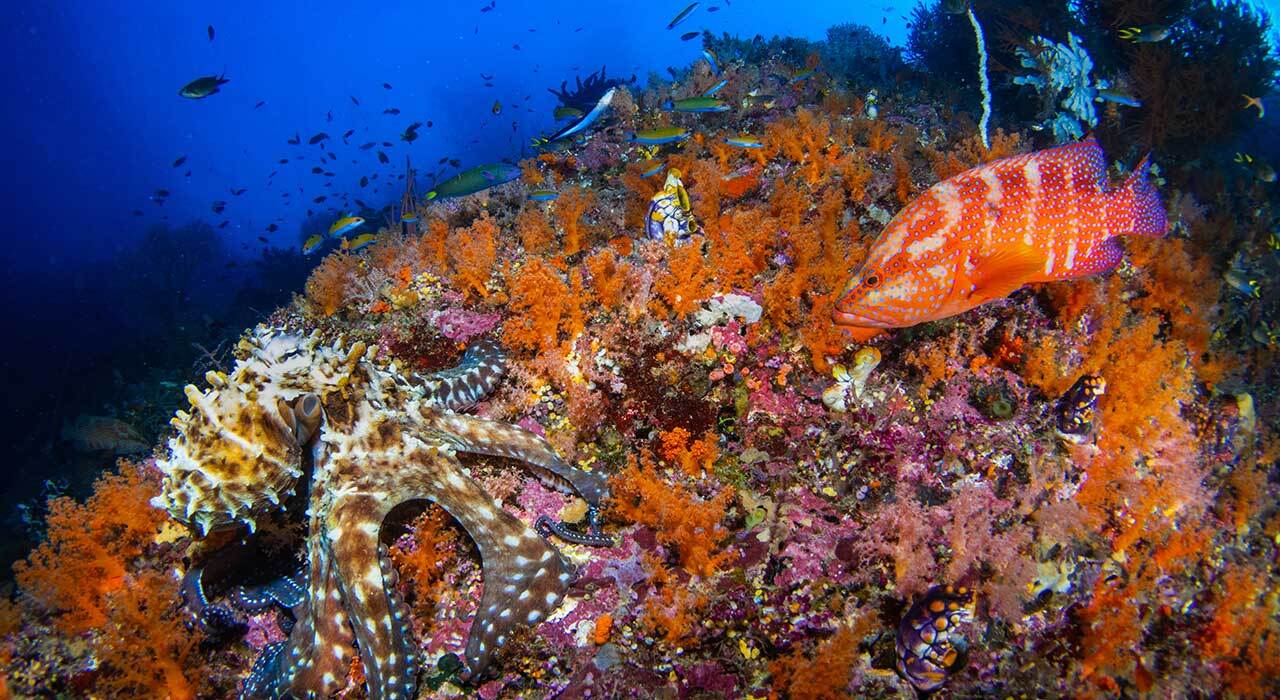 Nauticam NA-R6III underwater housing exterior view