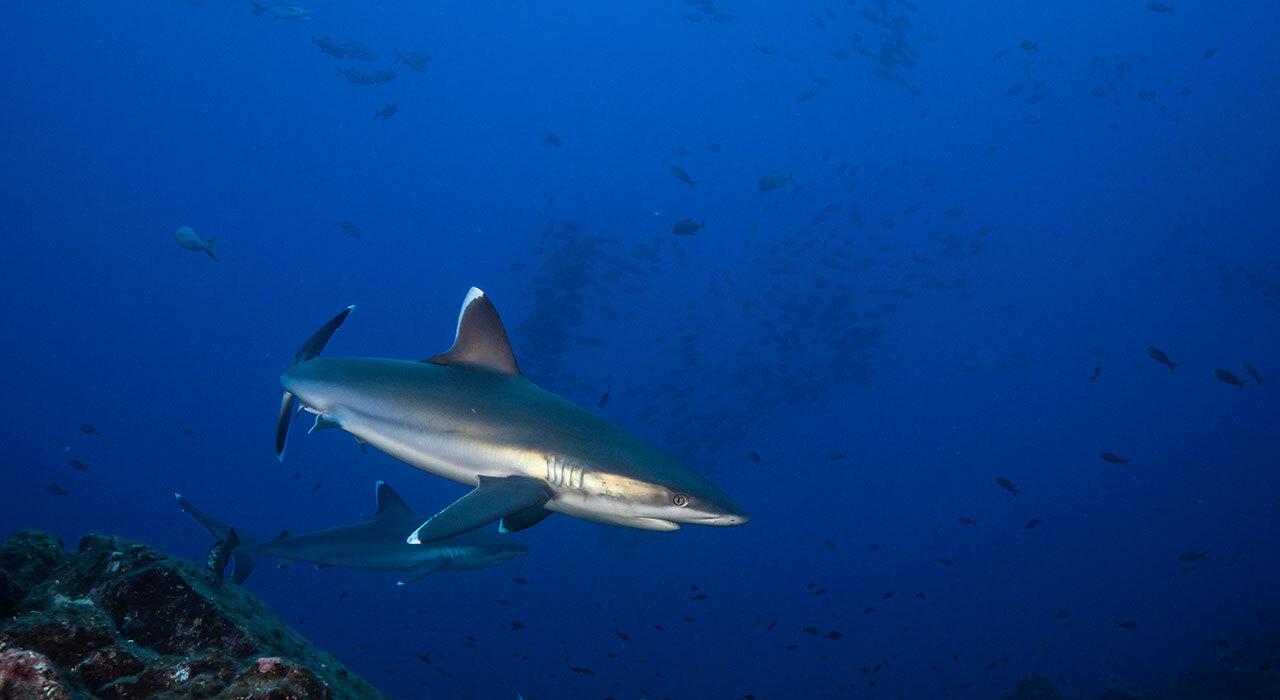 Kraken Sports Hydra 5000 underwater video light mounted on underwater camera tray