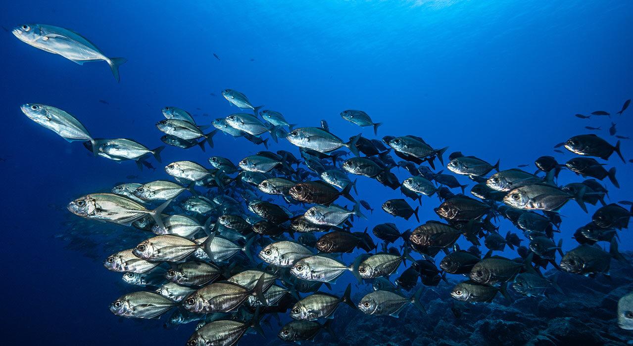 Nauticam NA-OM5II Underwater Housing on reef with strobes