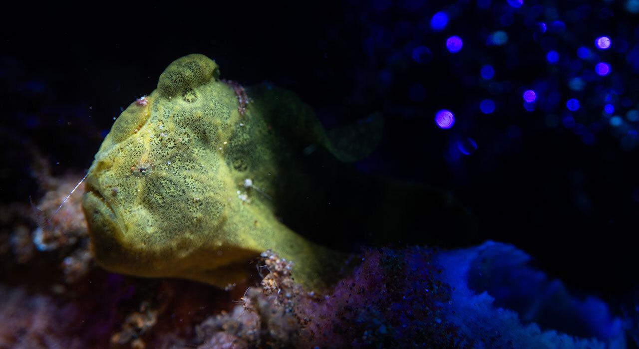 Nauticam NA-Shinobi II housing in aluminium for Atomos Shinobi II monitor